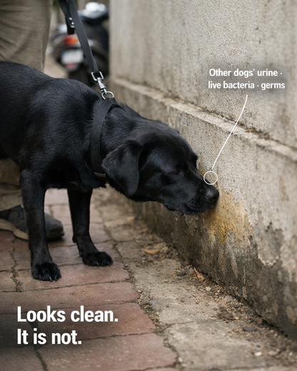SOTAILS Pet Wipes