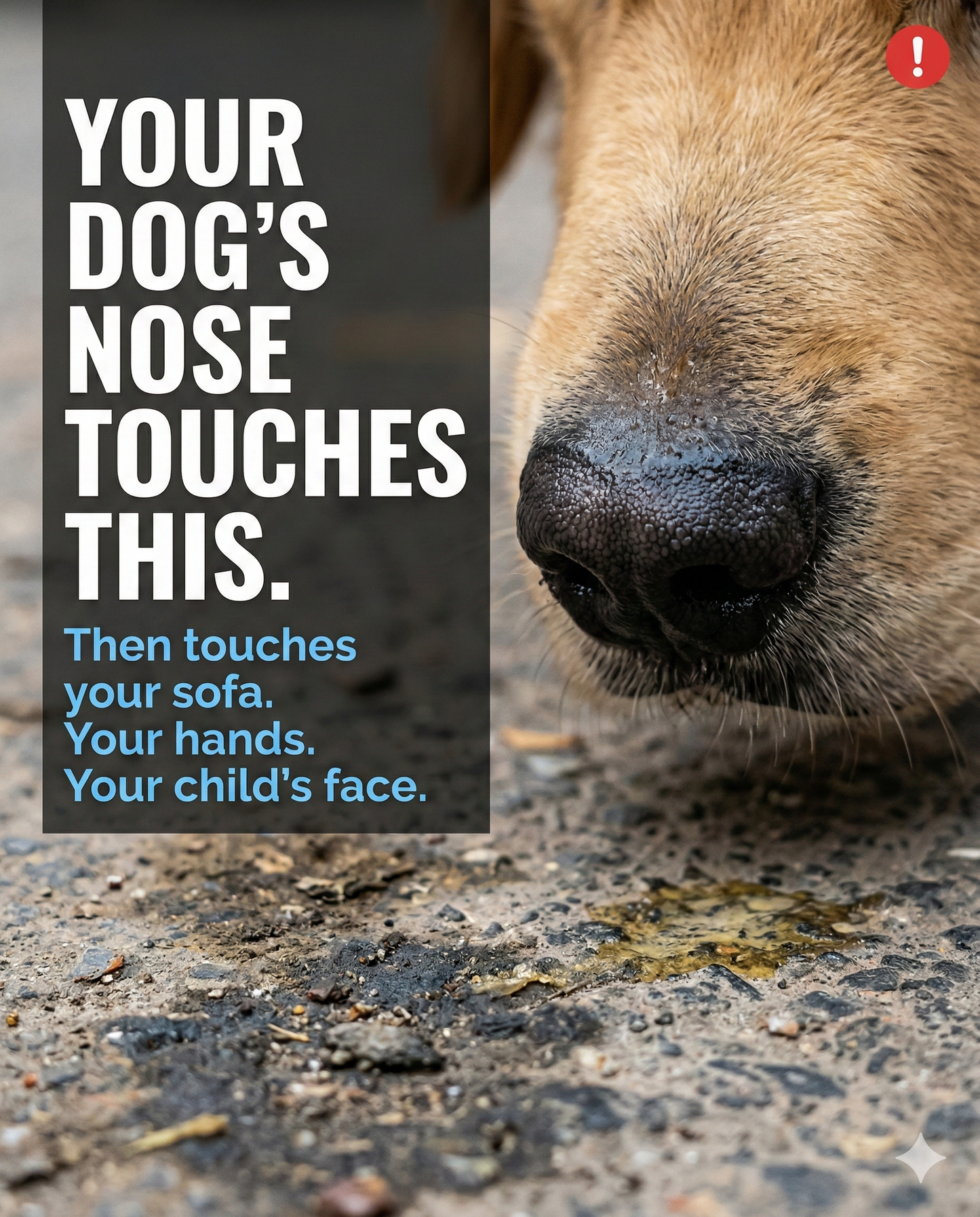 SOTAILS Pet Wipes