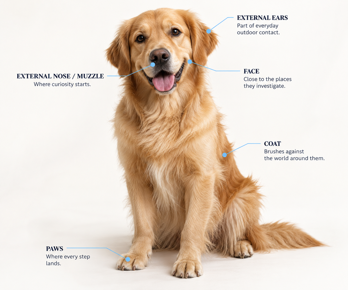 Dog outdoors, shown from nose to paws